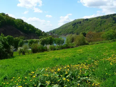 Frühlingswiese im Neckartal bei Ziegelhausen