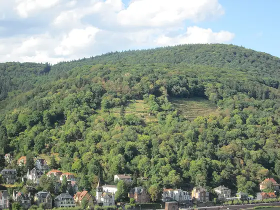 Weinberg am Hang des Heiligenbergs in Heidelberg-Neuenheim