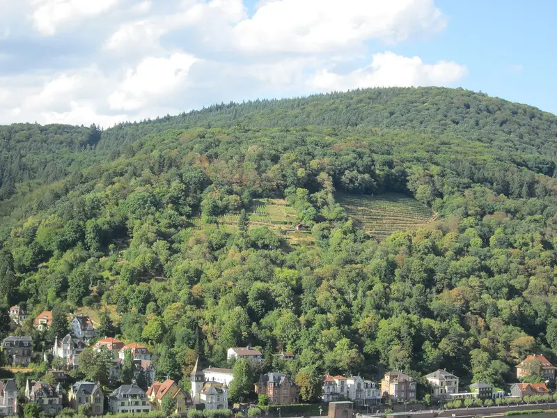Weinberg am Hang des Heiligenbergs in Heidelberg-Neuenheim